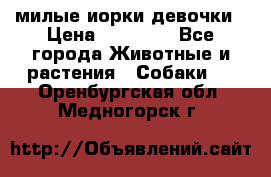 милые иорки девочки › Цена ­ 15 000 - Все города Животные и растения » Собаки   . Оренбургская обл.,Медногорск г.